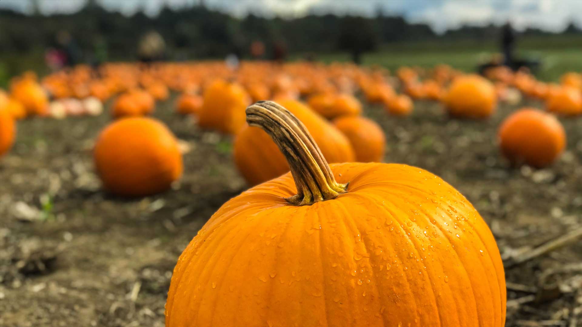 Halloween: No dejes que te divida