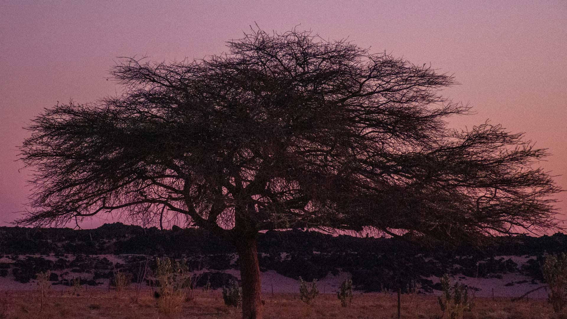 Planting tamarisk trees