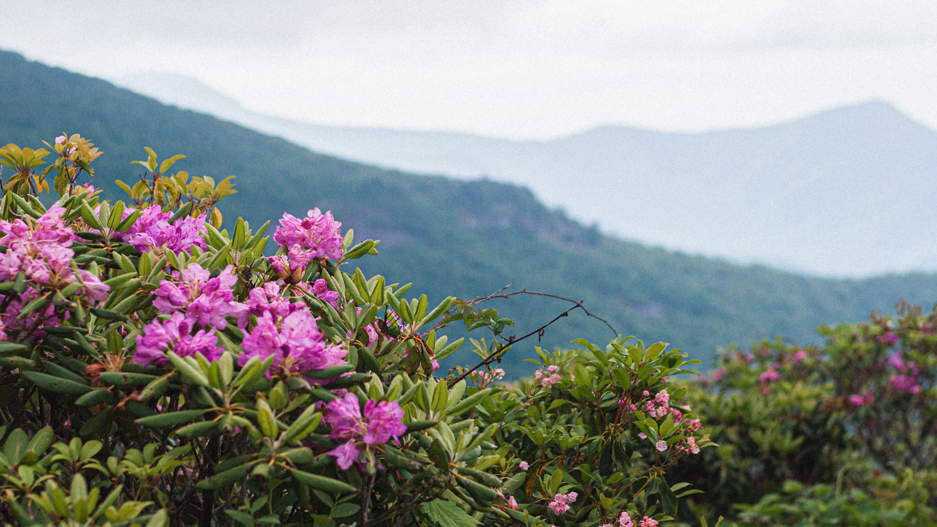 Revitalization in the Blue Ridge region